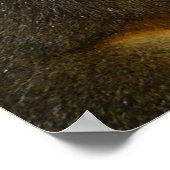 Wild Squirrel Foto Poster (Hoek)