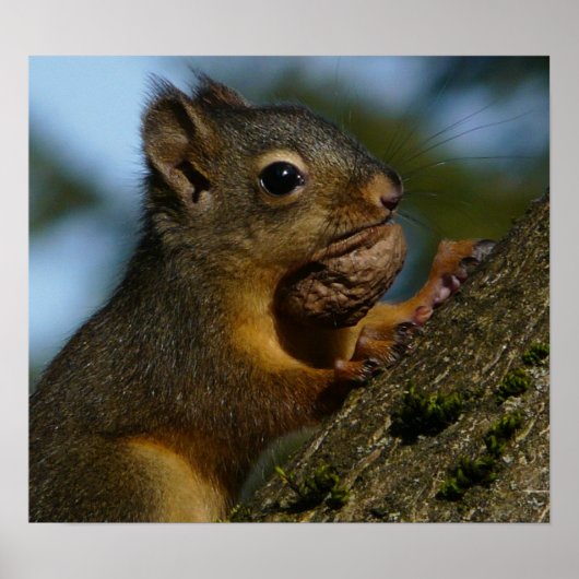 Wild Squirrel Foto Poster (Voorkant)