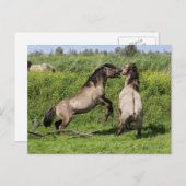 wild stallion briefkaart (Voorkant / Achterkant)