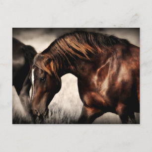 Wild Stallion Post Card Briefkaart