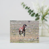 Wild Stallion, voorbestemd: Sec of the Interior Briefkaart (Staand voorkant)