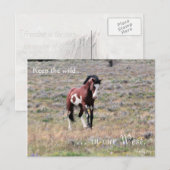 Wild Stallion, voorbestemd: Sec of the Interior Briefkaart (Voorkant / Achterkant)