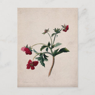 Wild Strawberries Lithograph-Briefkaart Briefkaart