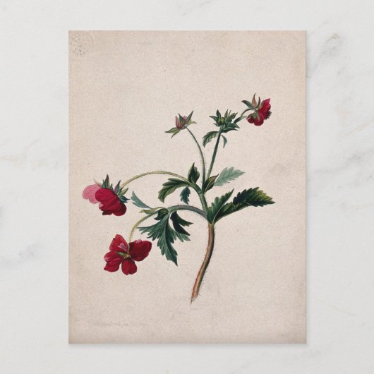 Wild Strawberries Lithograph-Briefkaart Briefkaart (Voorkant)