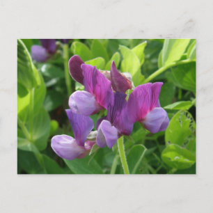Wild Sweet Peas, Unalaska Island Briefkaart