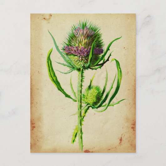 Wild Teasel - Dipsacus sylvestris Briefkaart (Voorkant)