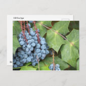 Wild Texas Grapes Briefkaart (Voorkant / Achterkant)