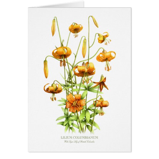 Wild Tiger Lilies (Voorkant)