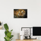 Wild Tiger Safari Jungle Artwork Photo Poster (Bureau à domicile)