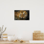 Wild Tiger Safari Jungle Artwork Photo Poster (Cuisine)