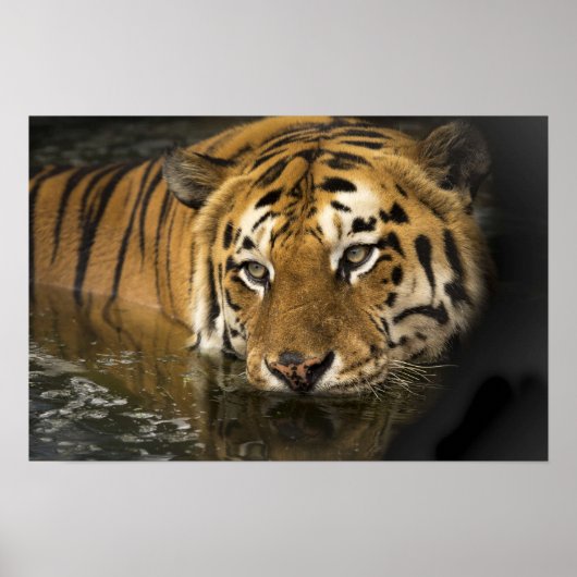 Wild Tiger Safari Jungle Artwork Photo Poster (Devant)