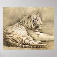 Wild Tiger Safari Jungle Artwork Photo Poster