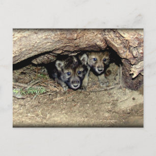Wild Timber Wolf Twin Cubin in Den Haag Briefkaart
