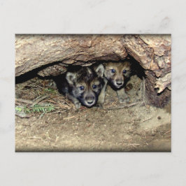 Wild Timber Wolf Twin Cubin in Den Haag Briefkaart