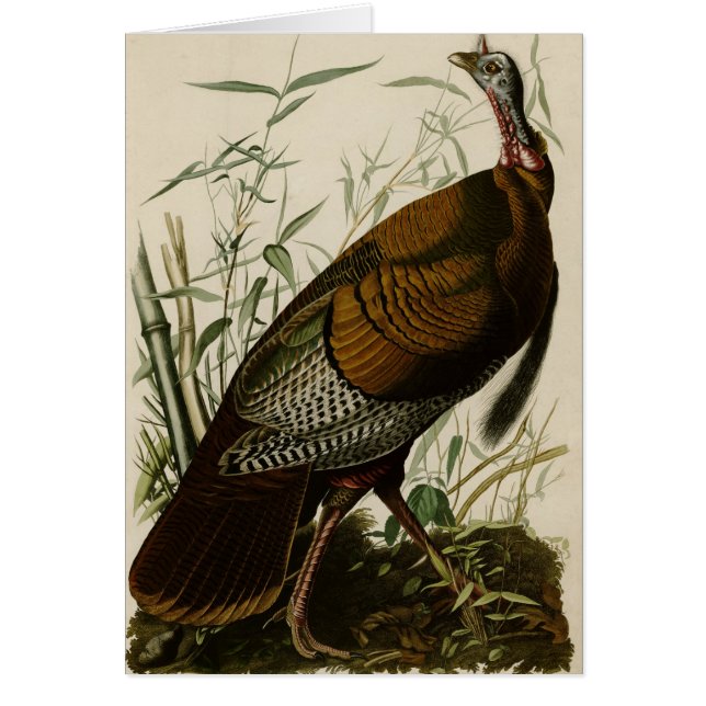 Wild Turkey (Voorkant)