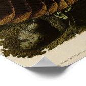 Wild Turkey_Audubon_Poster Poster (Hoek)