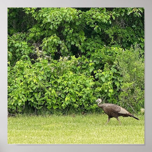 Wild Turkey Bird Poster (Voorkant)