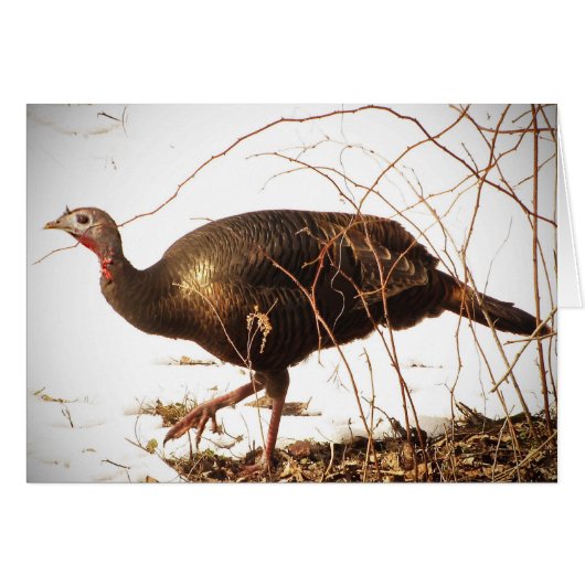 Wild Turkey Blank Card (Voorkant Horizontaal)