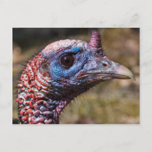 Wild Turkey Briefkaart