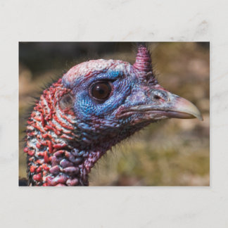 Wild Turkey Briefkaart