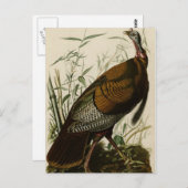 Wild Turkey Briefkaart (Voorkant / Achterkant)