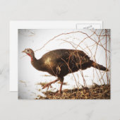 Wild Turkey Briefkaart (Voorkant / Achterkant)