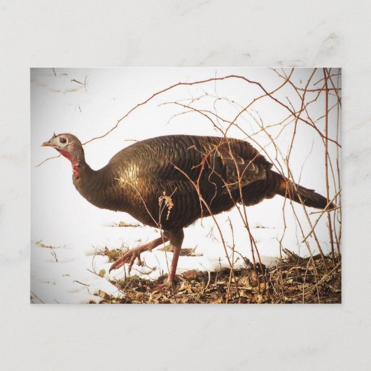 Wild Turkey Briefkaart (Voorkant)