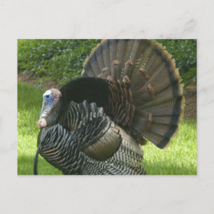 Wild Turkey Briefkaart