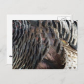 Wild Turkey Feathers I Abstract Natuur Design Briefkaart (Voorkant / Achterkant)