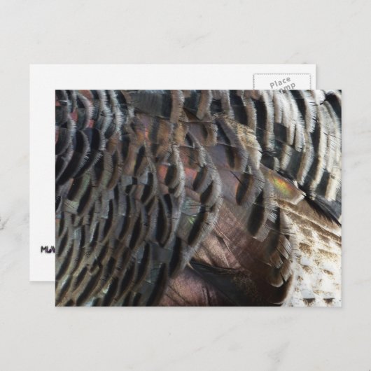 Wild Turkey Feathers I Abstract Natuur Design Briefkaart (Voorkant / Achterkant)