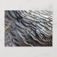 Wild Turkey Feathers II Abstract Natuur Design