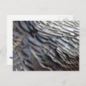 Wild Turkey Feathers II Abstract Natuur Design Briefkaart (Voorkant / Achterkant)
