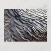 Wild Turkey Feathers II Abstract Natuur Design Briefkaart (Voorkant)