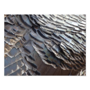 Wild Turkey Feathers II Abstract Natuur Design Foto Afdruk
