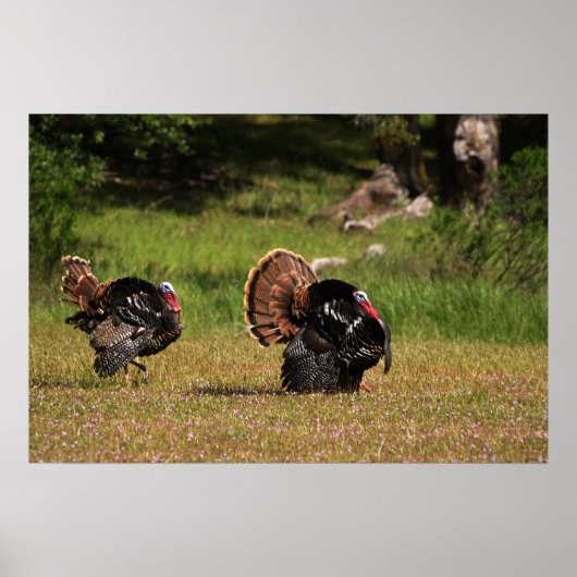 Wild Turkey Gobblers Poster (Voorkant)