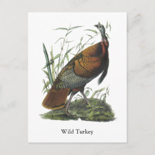 Wild Turkey, John Audubon Briefkaart