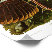 Wild Turkey John James Audubon Birds of America Poster (Hoek)