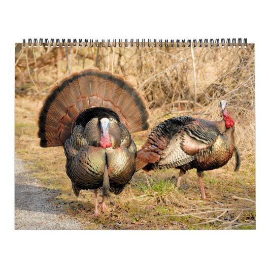 Wild Turkey Kalender (Hoes)