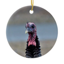 Wild Turkey