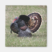 Wild Turkey Magneet (Voorkant)