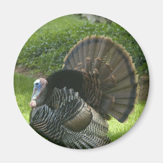 Wild Turkey Magnet Magneet (Voorkant)