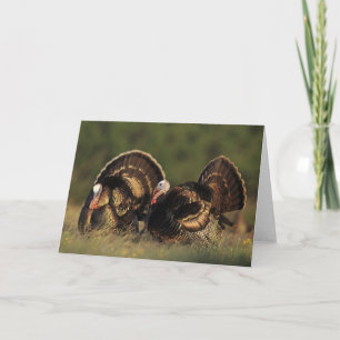 Wild Turkey, Meleagris gallopavo, males Kaart