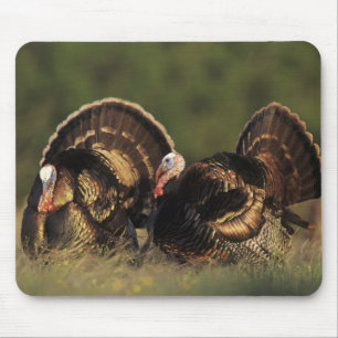 Wild Turkey, Meleagris gallopavo, mannetjes Muismat