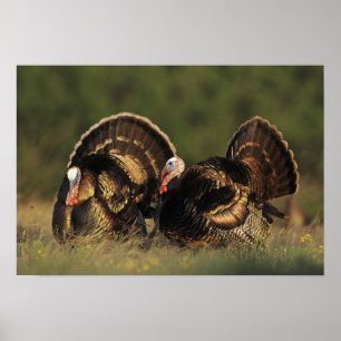 Wild Turkey, Meleagris gallopavo, mannetjes Poster