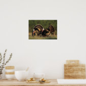 Wild Turkey, Meleagris gallopavo, mannetjes Poster (Keuken)