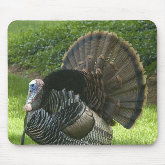 Wild Turkey Muismat (Voorkant)