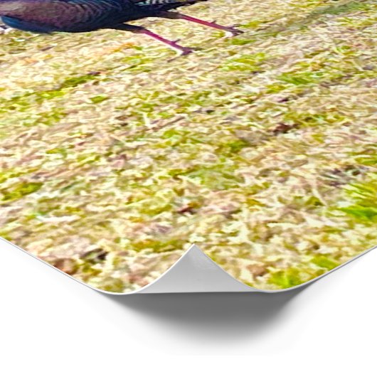 Wild Turkey Poster (Hoek)