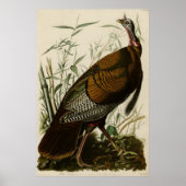Wild Turkey Poster (Voorkant)