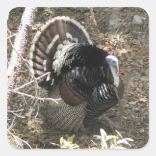 Wild Turkey Strutting for the Dames Vierkante Sticker
