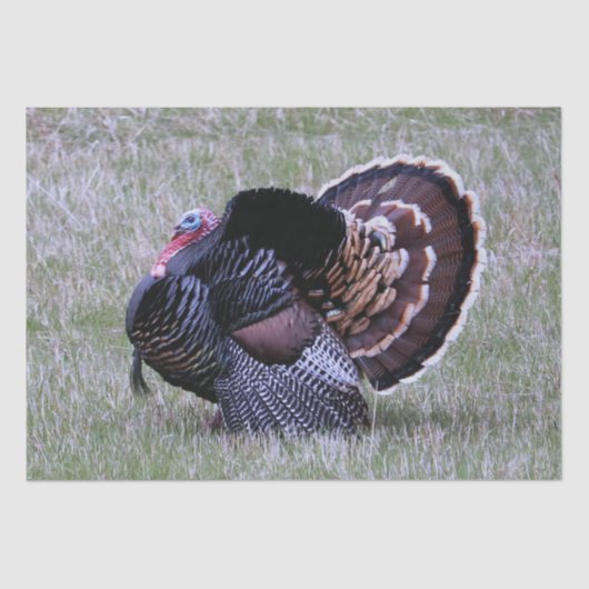 Wild Turkey Tissuepapier (Voorkant)
